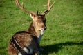 DEER Royalty Free Stock Photo