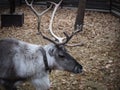 Deer with big horn in the preserve.Portrait of an adult reindeer in a coral on a forest background