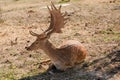 Deer with big stage sitting Royalty Free Stock Photo