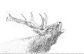 Deer. Sketch with pencil Royalty Free Stock Photo