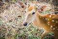 Deer at Bonanza Exotic Zoo in Thailand