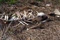 Deer bones and carcass laying on side of road during the summer Royalty Free Stock Photo