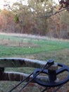 Deer in turnip field