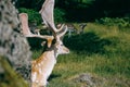 Deer in Bradgate Park, Leicestershire, UK Royalty Free Stock Photo