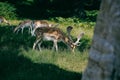 Deer in Bradgate Park, UK Royalty Free Stock Photo