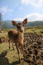 Deer at Ranca Upas, Bandung - Indonesia Royalty Free Stock Photo