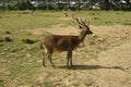 Deer at Ranca Upas, Bandung - Indonesia Royalty Free Stock Photo