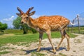 Deer. Brown-colored buck walks in the reserve. Blue sky on the background