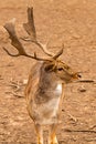 Deer brown large portrait vertical photo on the ground background