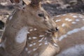 Deer Royalty Free Stock Photo