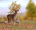 Deer buck in an enclousure