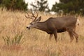 Deer Buck Feeding Royalty Free Stock Photo