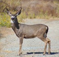 Deer Buck looking at you Royalty Free Stock Photo