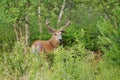 Deer Buck in Woods Royalty Free Stock Photo