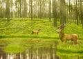 Deer Bucks in summer velvet standing in an opening in woods Royalty Free Stock Photo