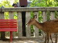 Deer at buddhist temple Royalty Free Stock Photo