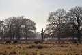 The Deer of Bushy Park