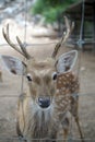 Deer in the cage, Thailand Royalty Free Stock Photo