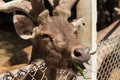 Deer in the cage Royalty Free Stock Photo
