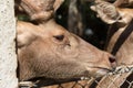 Deer in the cage Royalty Free Stock Photo