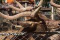 Deer in the cage Royalty Free Stock Photo