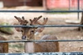 Deer in the cage at the zoo of Thailand Royalty Free Stock Photo