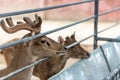 Deer in the cage at the zoo of Thailand Royalty Free Stock Photo