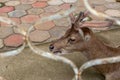 Deer in the cage at the zoo of Thailand Royalty Free Stock Photo