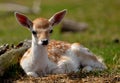 deer calf in denmark Royalty Free Stock Photo