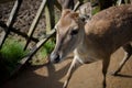 Deer calves at Ranca Upas Farm, Bandung, Indonesia. Royalty Free Stock Photo