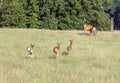 Deer calves running to their mothers