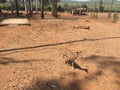 Deer park at Sunabeda, Odisha India