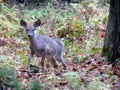 Deer in the canadian forest in Ontario.