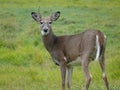 Deer in the canadian forest in Ontario.