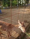 Deer in captivity being fed by officers,