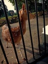 A deer in captivity at the Indonesian Presidential Palace & x28;Bogor Botanical Gardens& x29; Royalty Free Stock Photo