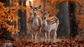 Two fallow deer standing together in a beautiful autumn forest scene Royalty Free Stock Photo
