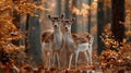 Two fallow deer standing together in a beautiful autumn forest scene Royalty Free Stock Photo