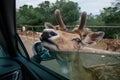 Deer by the car in Fasano zoo safari apulia Italy