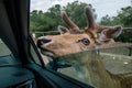 Deer by the car in Fasano zoo safari apulia Italy Royalty Free Stock Photo