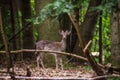 A deer caught on the move