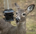 Deer caught red handed at home feeder Royalty Free Stock Photo