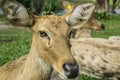 Deer Cervidae laydown concept Royalty Free Stock Photo