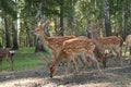 DEER Cervus elaphus Royalty Free Stock Photo