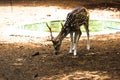 A deer or cervus elaphus herbivore from side view, Wild animal with brown fur in natural environment. Royalty Free Stock Photo