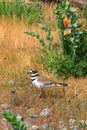 Killdeer, Charadrius vociferus, Ground Breeding Bird, Victoria, British Columbia, Canada