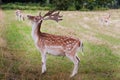 The deer chews the leaves in a clearing near De Haar Castle in the Netherlands Royalty Free Stock Photo