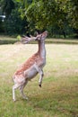 The deer chews the leaves in a clearing near De Haar Castle in the Netherlands Royalty Free Stock Photo