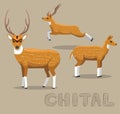 Deer Chital Cartoon Vector Illustration