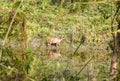 Deer at Chitwan national park on Nepal